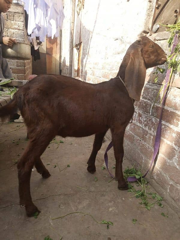 Nagra bakra | betal bakri | goat for sale 0