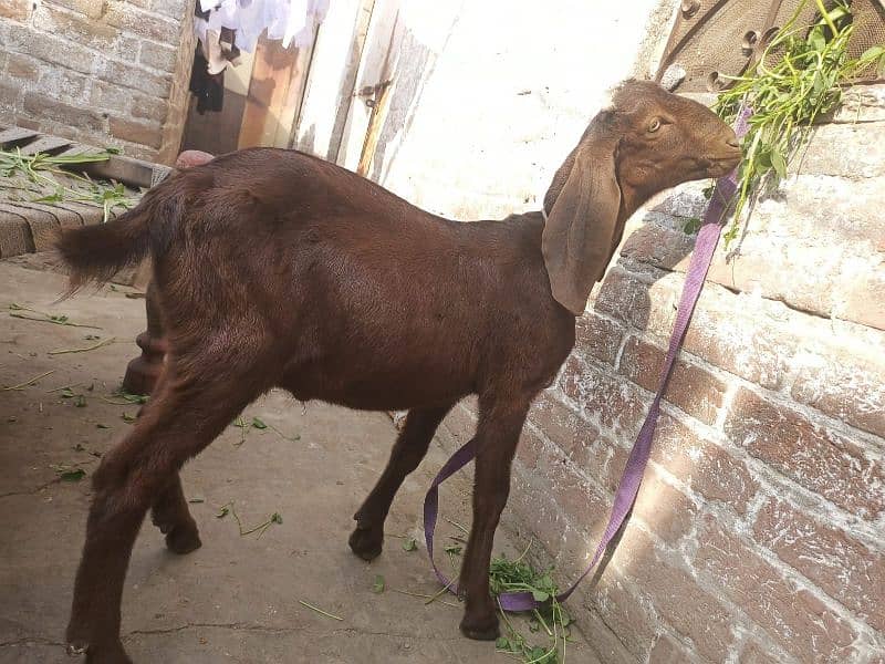 Nagra bakra | betal bakri | goat for sale 1