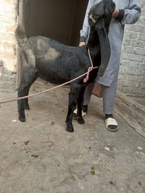 Nagra bakra | betal bakri | goat for sale 2