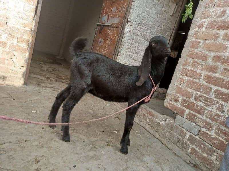 Nagra bakra | betal bakri | goat for sale 3