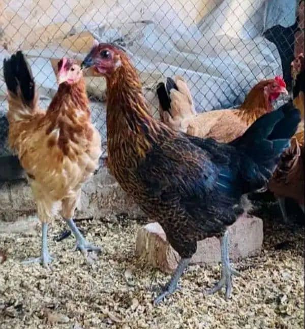 golden misri 3 months Hens available 0