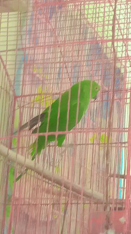 parrot  he 2 piece he Whatsapp Number 03097114510 1