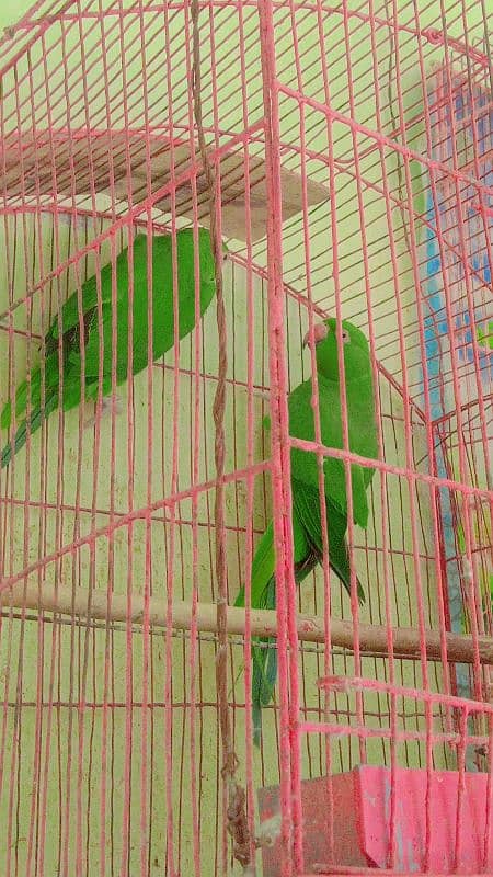 parrot  he 2 piece he Whatsapp Number 03097114510 2