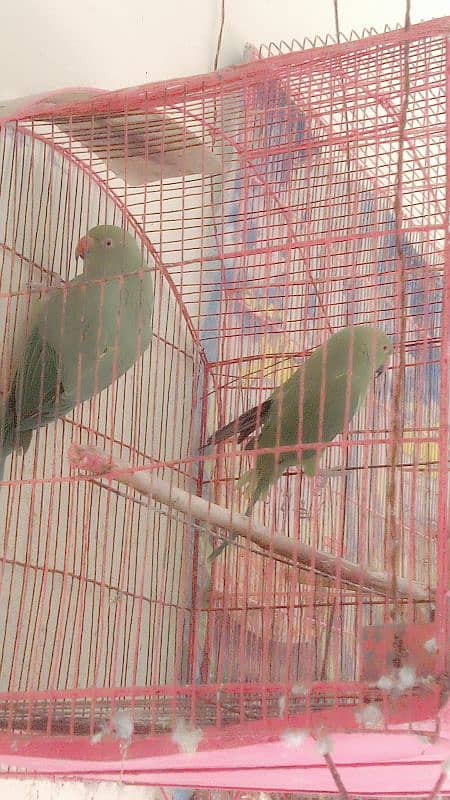 parrot  he 2 piece he Whatsapp Number 03097114510 3