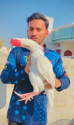 Alhumdullilah biggest farm birds