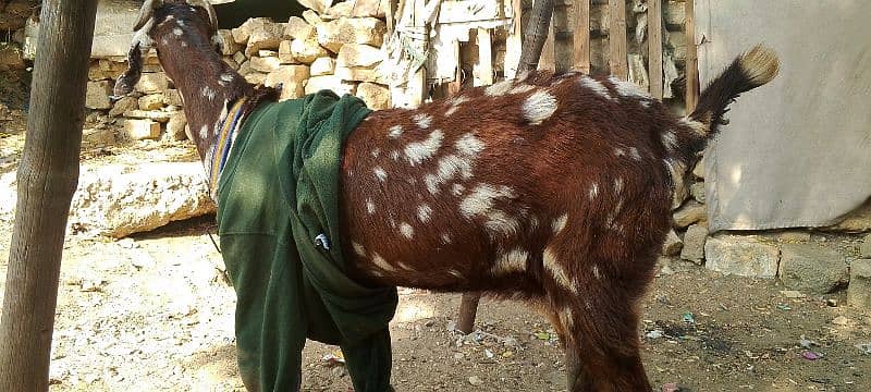 toota pori bakri danto ma puri ha 0