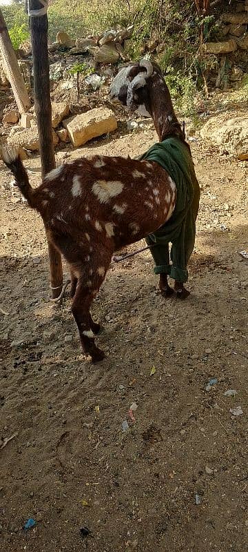 toota pori bakri danto ma puri ha 5