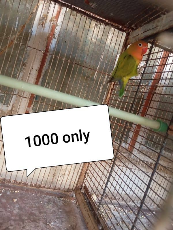 My Healthy tame friendly parrots Single pice 1