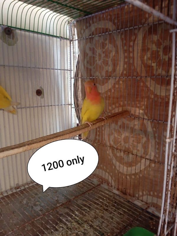 My Healthy tame friendly parrots Single pice 3