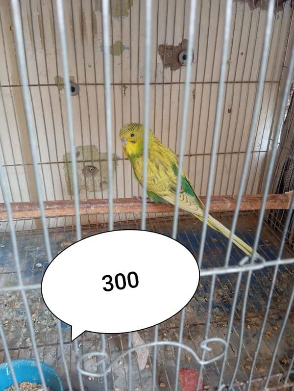 My Healthy tame friendly parrots Single pice 4