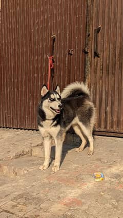 Siberian husky confirm breeder