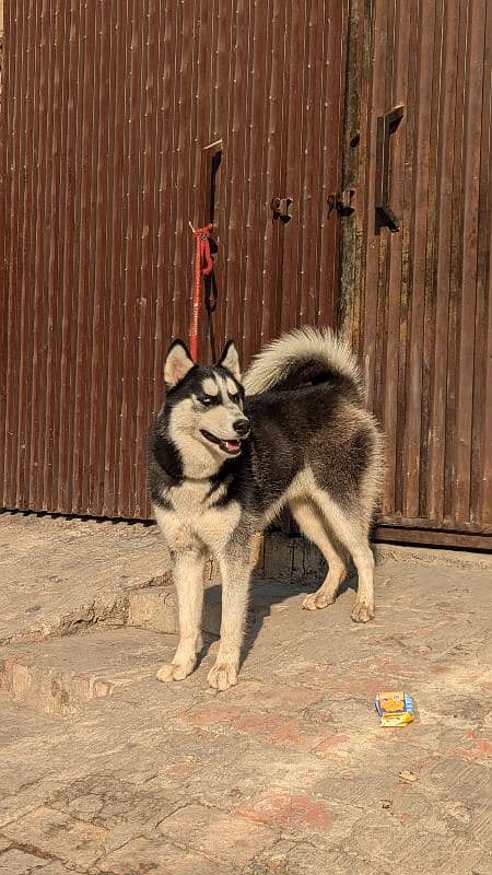 Siberian husky confirm breeder 0