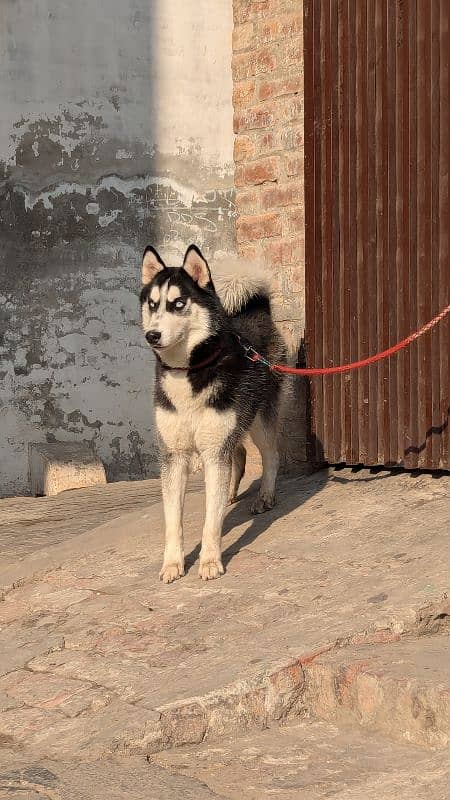 Siberian husky confirm breeder 2