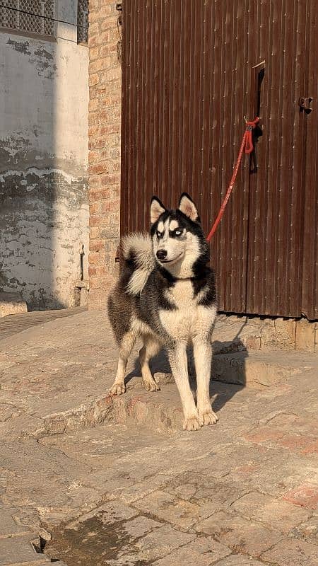 Siberian husky confirm breeder 3