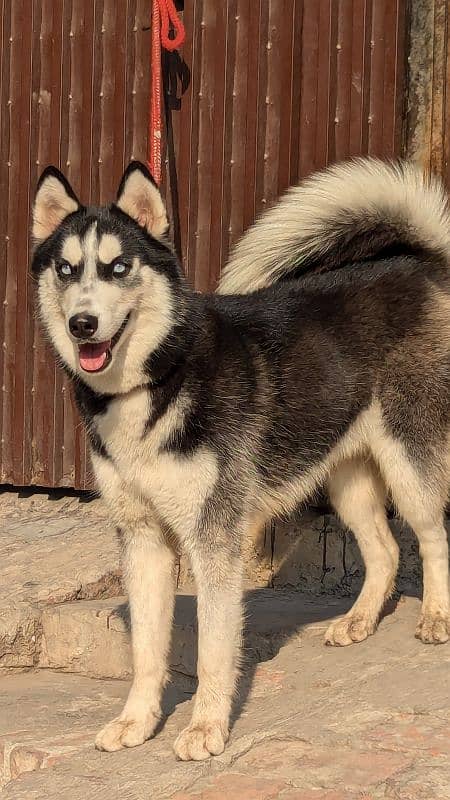 Siberian husky confirm breeder 5