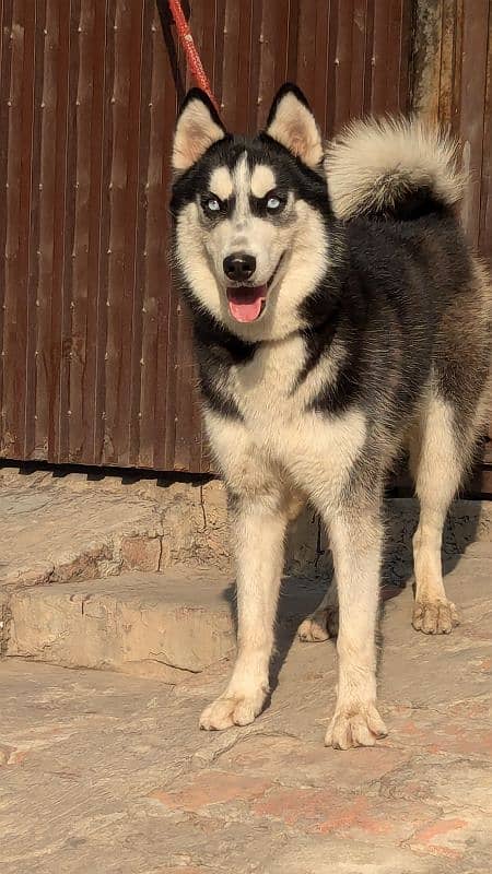 Siberian husky confirm breeder 6