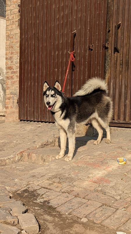 Siberian husky confirm breeder 7