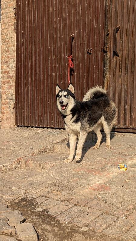 Siberian husky confirm breeder 8