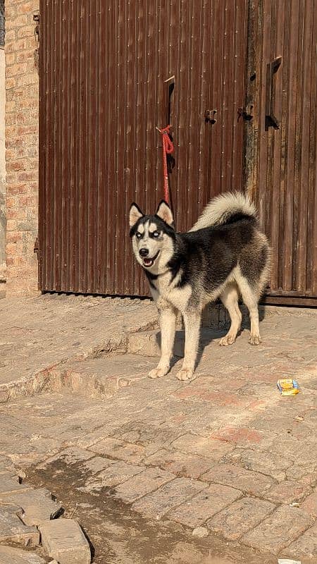 Siberian husky confirm breeder 9