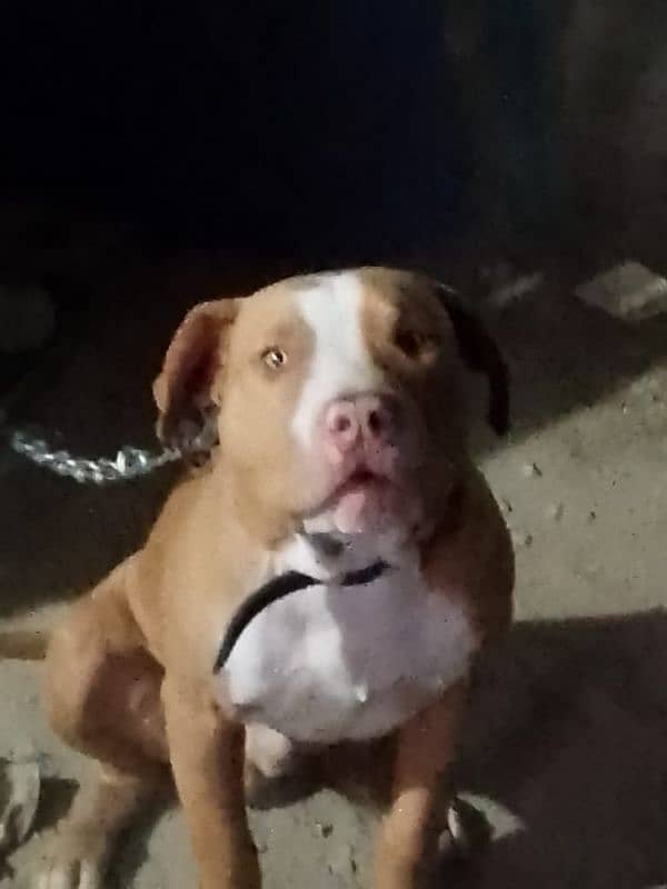 urgent sale pitbull male 0