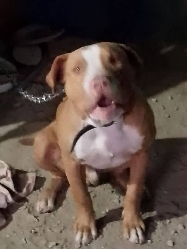 urgent sale pitbull male 1