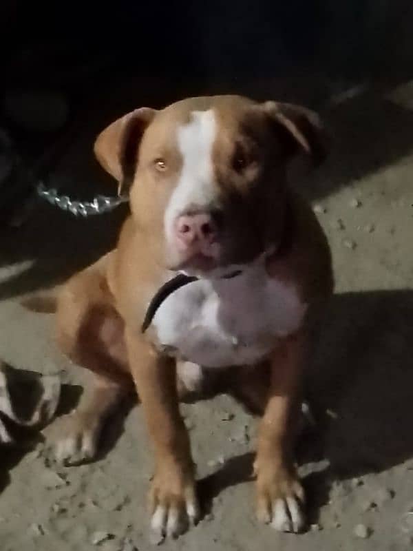 urgent sale pitbull male 2