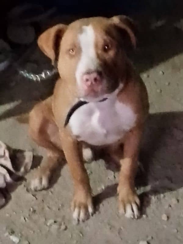 urgent sale pitbull male 3