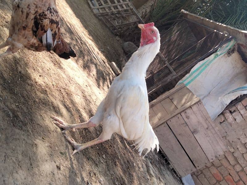 aseel heera male for sale 0