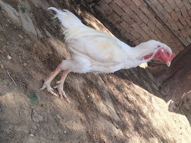 aseel heera male for sale 1