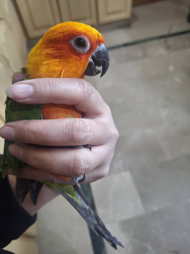 sun conure 0