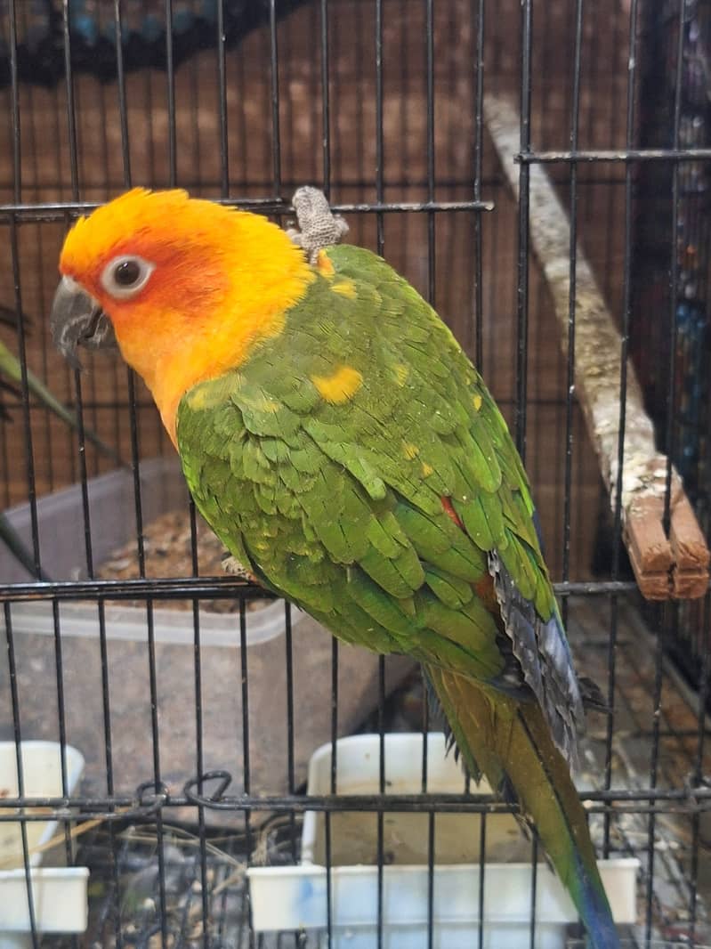 sun conure 2