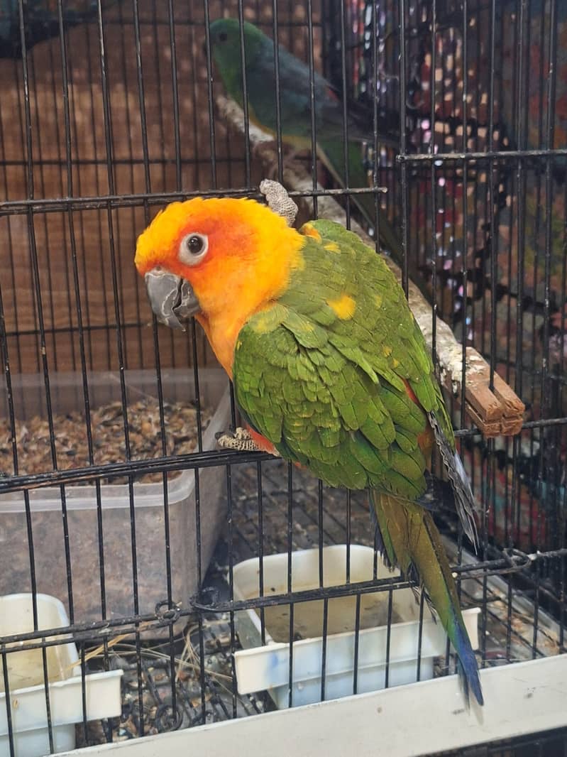 sun conure 3