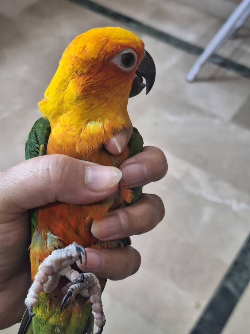 sun conure 4