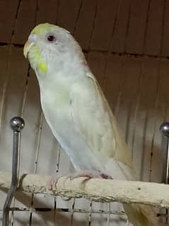 Budgies red eyes