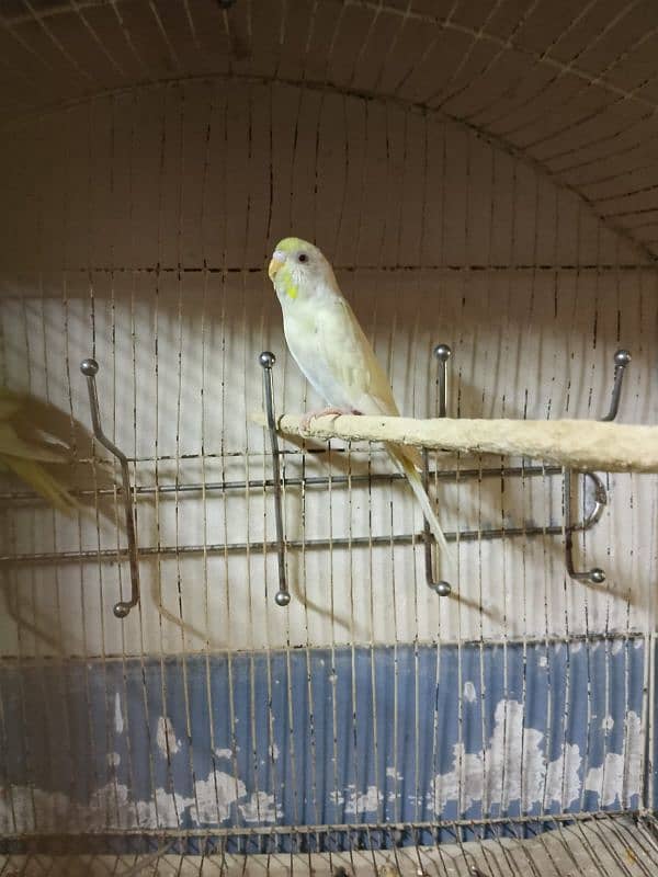 Budgies red eyes 1