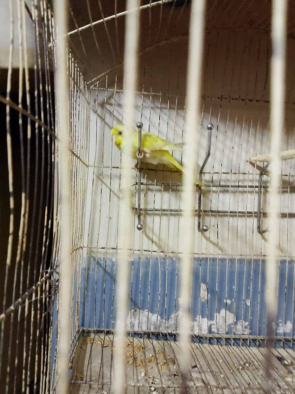 Budgies red eyes 3