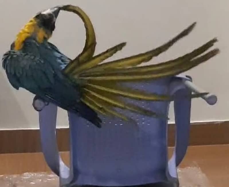 Macaw Tamed Blue and Gold Macaw Non DNA 0