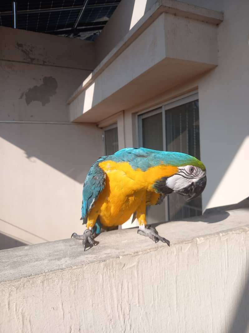 Macaw Tamed Blue and Gold Macaw Non DNA 3