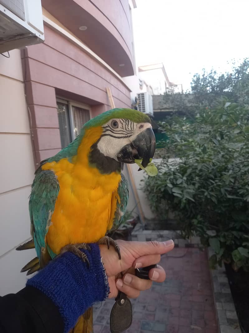 Macaw Tamed Blue and Gold Macaw Non DNA 4