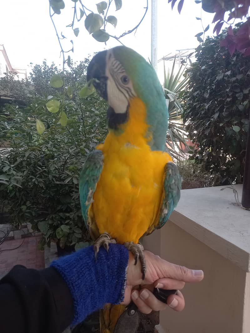 Macaw Tamed Blue and Gold Macaw Non DNA 5