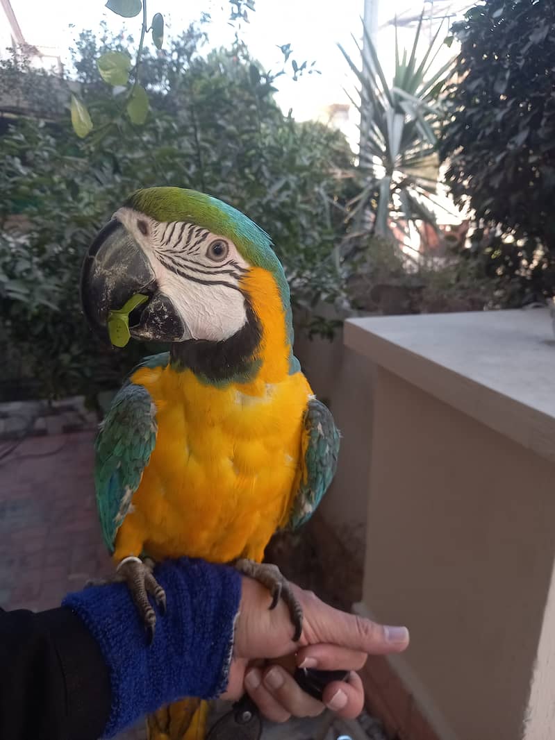 Macaw Tamed Blue and Gold Macaw Non DNA 6