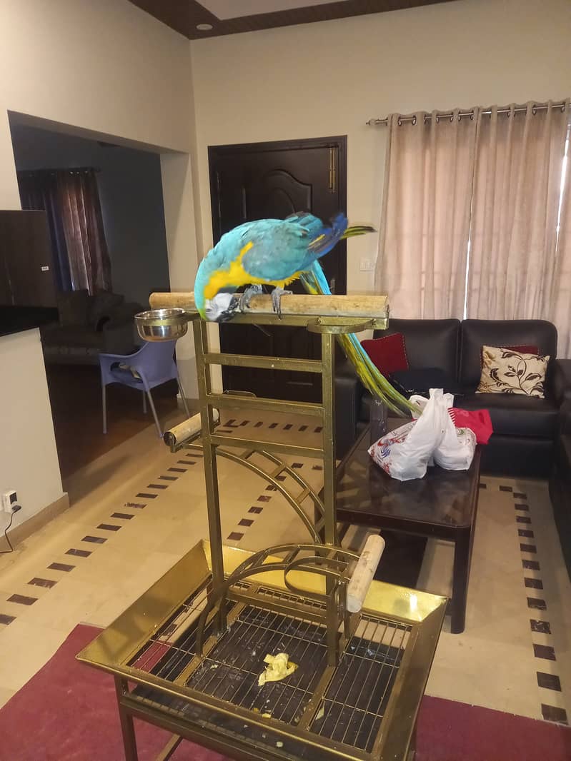 Macaw Tamed Blue and Gold Macaw Non DNA 7