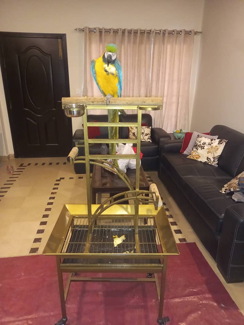 Macaw Tamed Blue and Gold Macaw Non DNA 8