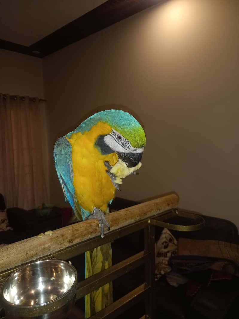 Macaw Tamed Blue and Gold Macaw Non DNA 9