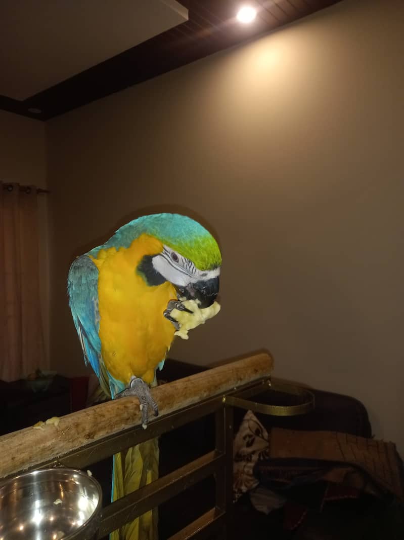 Macaw Tamed Blue and Gold Macaw Non DNA 10