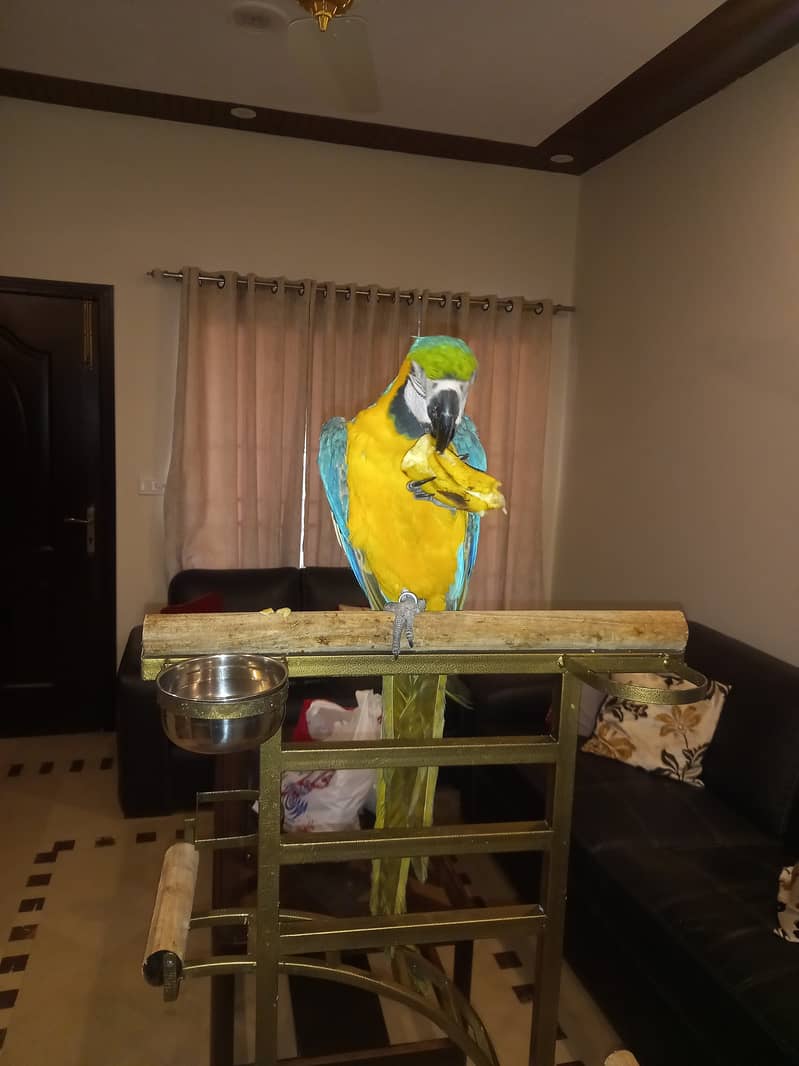 Macaw Tamed Blue and Gold Macaw Non DNA 11