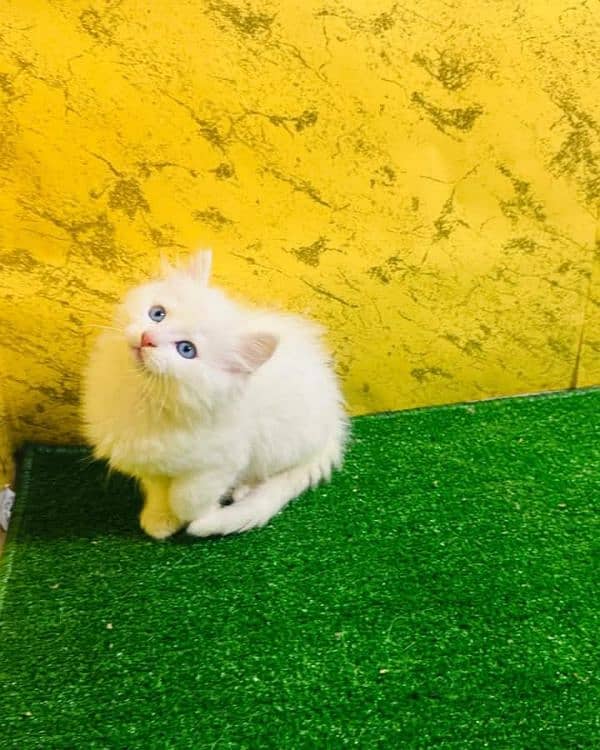 PERSIAN KITTEN FOR SALE ONLY CONTACT WHATUP 03201711036 0