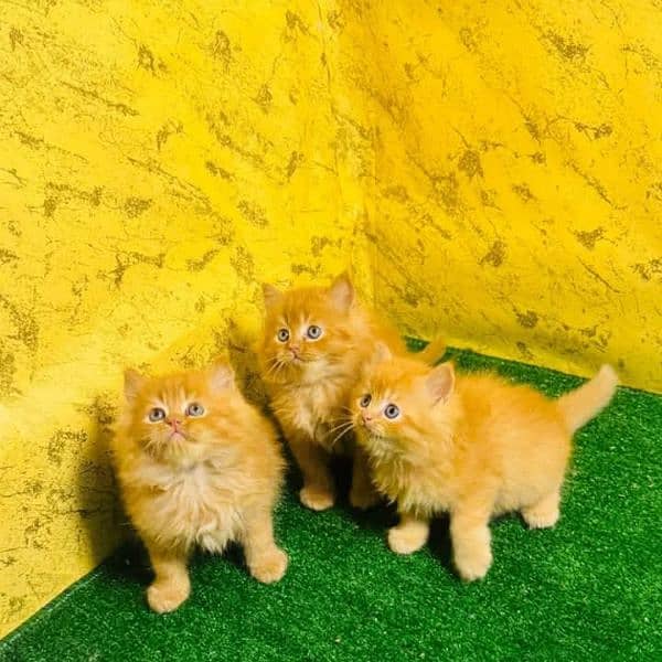 PERSIAN KITTEN FOR SALE ONLY CONTACT WHATUP 03201711036 2