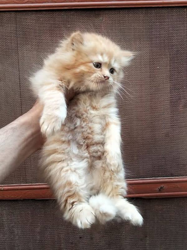 PERSIAN KITTEN FOR SALE ONLY CONTACT WHATUP 03201711036 3