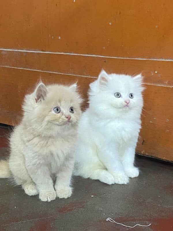 PERSIAN KITTEN FOR SALE ONLY CONTACT WHATUP 03201711036 8